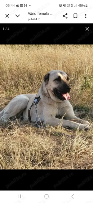 Vând femela.de KAngal. - imagine 4