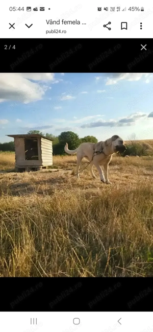 Vând femela.de KAngal.