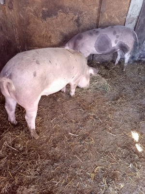Porci de vânzare de curte  - imagine 5