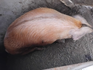 animale domestice - imagine 3