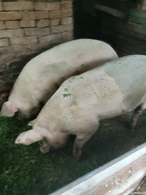 vînd 2 porci - imagine 2