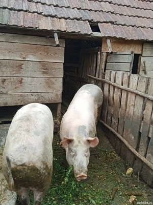 vînd 2 porci - imagine 3