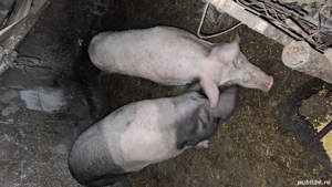 porci de vinzare  - imagine 3