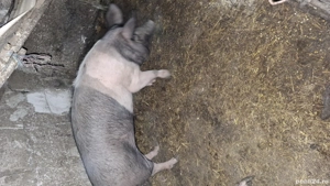 porci de vinzare  - imagine 2