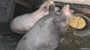 porci de vinzare 
