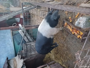 scroafa la a treia fatare  - imagine 3