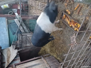 scroafa la a treia fatare  - imagine 2