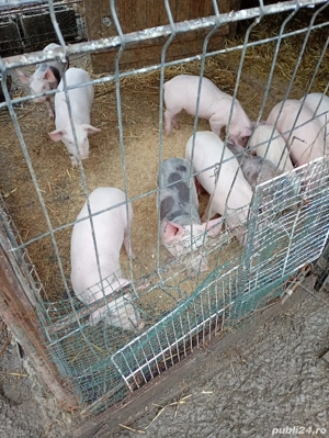 purcei 6 săptămâni 