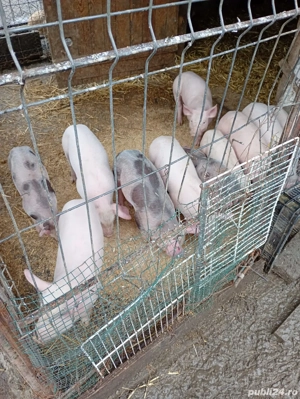 purcei 6 săptămâni  - imagine 2