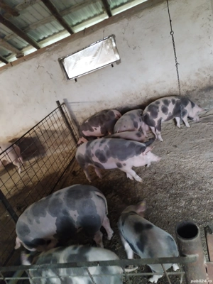 Porcii și purcei - imagine 3