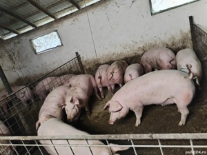 Porcii și purcei - imagine 2