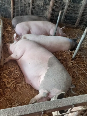 Porci de vânzare 