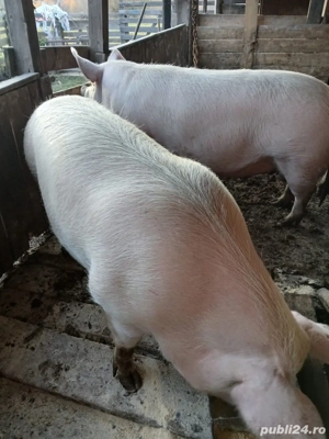 vand porc  - imagine 2