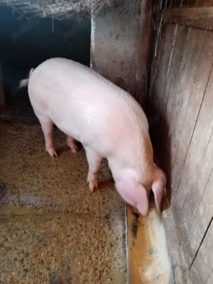 vand porc pentru Craciun - imagine 2