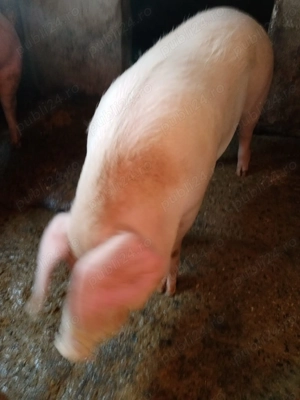 vand porc pentru Craciun - imagine 4