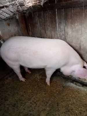 vand porc pentru Craciun - imagine 5