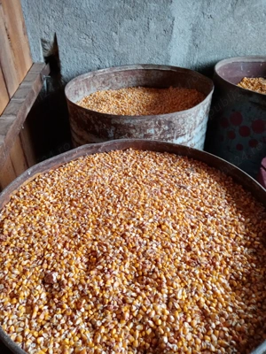 vand porc pentru Craciun - imagine 7