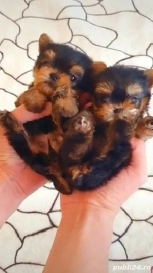 Fetita si baietel yorkshire terrier mini