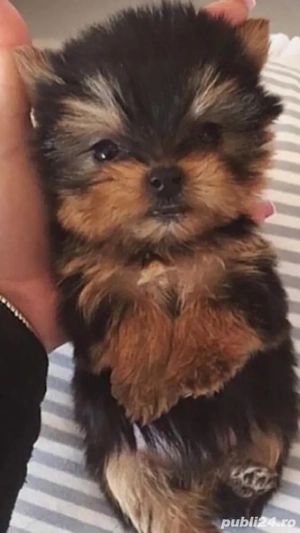 Fetita si baietel yorkshire terrier mini - imagine 2
