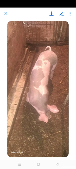 Șoldan Pietrain de îngrășat ,40-50 kg !!