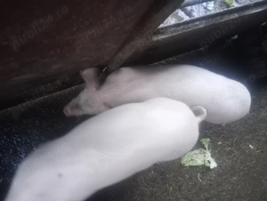 Vânzare grăsuni marele alb