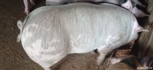 De vânzare 1 vier și două scrofițe pietran