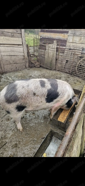 Vand porc  180-200kg - imagine 2