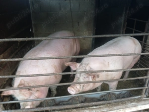 Disponibili pentru Craciun - imagine 2