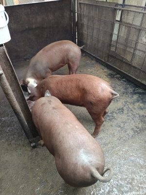 porci de craciun - imagine 3