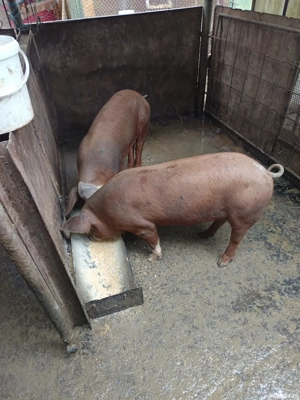 porci de craciun - imagine 2