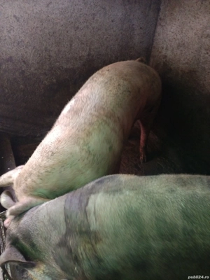 porci de craciun - imagine 4