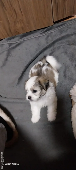 catei shih-tzu 