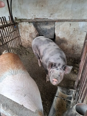 Vând porci - imagine 2