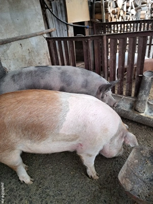 Vând porci - imagine 3