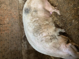 Vând scroafă de 2 ani