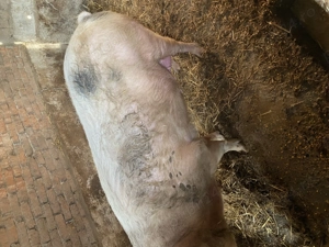 Vând scroafă de 2 ani - imagine 2