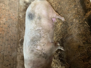 Vând scroafă de 2 ani - imagine 3