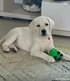 Pui labrador cu pedigree  - imagine 3