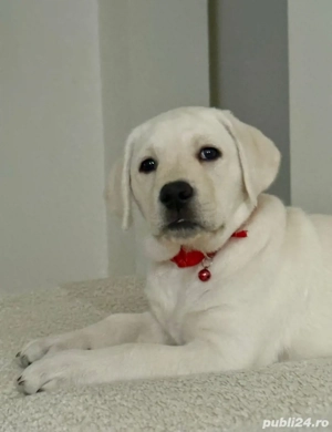 Pui labrador cu pedigree 