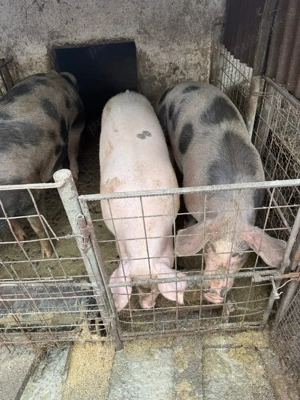 Se vând porci crescuți bio, Sat Gruiu Jud Călărași! - imagine 4