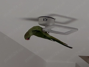 Papagal micul alexandru - imagine 2