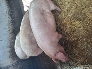 Vand porci de taiat