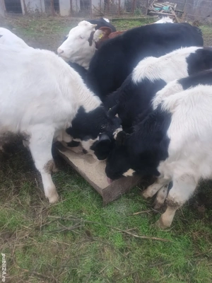 Vitei in viu sau taiat