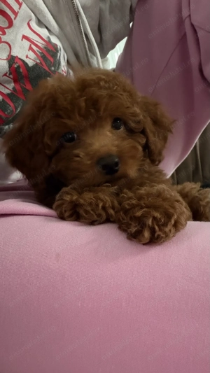 Poodle toy   pudel toy mascul - imagine 5
