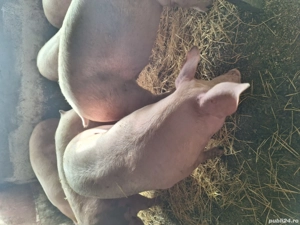 Vand porci de taiat - imagine 4