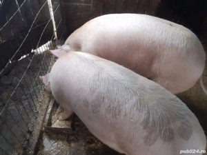 de vânzare rasa landrace - imagine 3