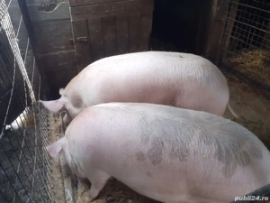 de vânzare rasa landrace - imagine 2