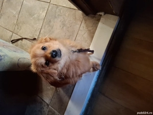 vand catelas  - imagine 4