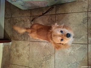 vand catelas  - imagine 3