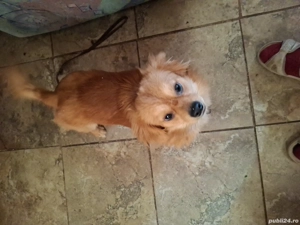 vand catelas  - imagine 2